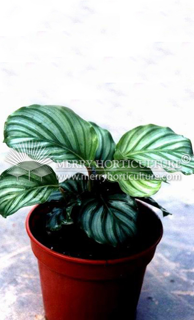 Calathea rotundifolia 'fasciata'